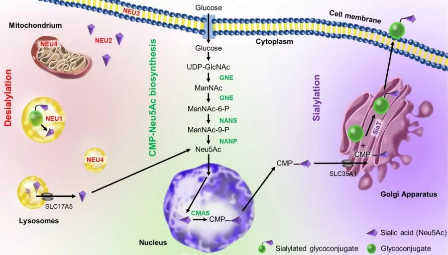 Sialic acid metabolism in humans (Hugonnet et al., 2021)